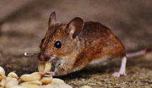 24 Hour & Emergency Exterminators in White Lake, MI